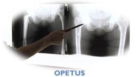 Opetus
